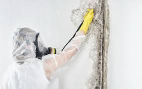 Best Mold Odor Removal Services  in Emerson, GA